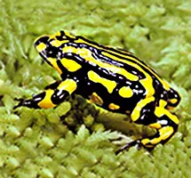 Australian Animal - Corroboree Frog