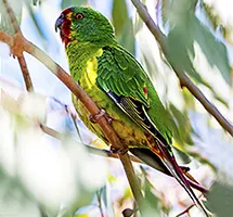 Australian Animal - Swift Parrot