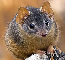Antechinus is a nocturnal night-time animal