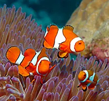 Australian Animal - Clownfish