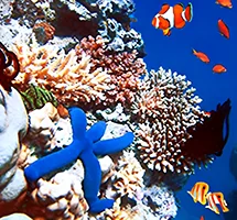 Australian Animal - Great Barrier Reef
