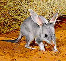 Australian Animal - Greater Bilby