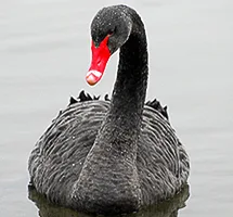 Australian Animal - Black Swan
