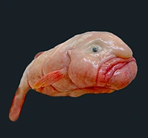 Australian Animal - Blobfish