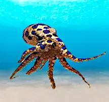Australian Animal - Blue-ringed Octopus