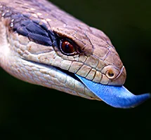 Australian Animal - Blue tongued lizard
