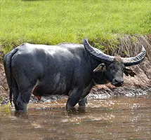 Water Buffalo is a nocturnal night-time animal