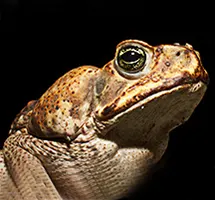 Cane Toad is a nocturnal night-time animal