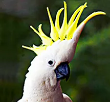 Australian Animal - Cockatoo