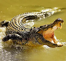 Australian Animal - Crocodile