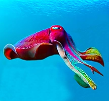 Australian Animal - Cuttlefish