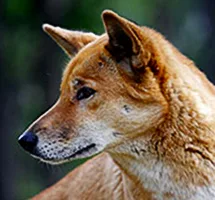 Australian Animal - Dingo