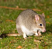 Australian Animal - Eastern Bettong