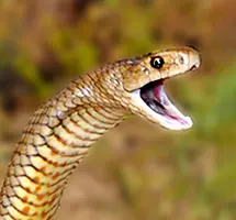 Australian Animal - Eastern Brwon Snake