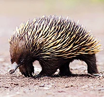 Australian Animal - Echicha