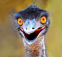Australian Animal - Emu