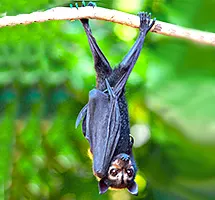 Flying Fox is a nocturnal night-time animal