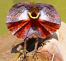 Australian Animal - Frilled Dragon
