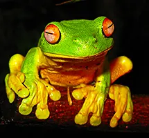 Australian Animal - Red-eyed Tree Frog