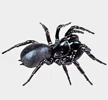 Australian Animal - Funnel-web Spider