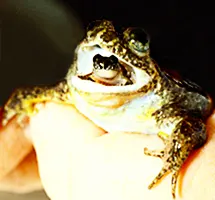 Australian Animal - Gastric-brooding Frog