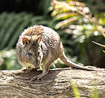 Marsupial Gilbert's Potoroo