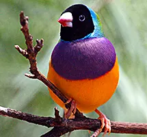 Australian Animal - Gouldian Finch
