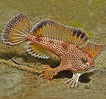 Australian Animal - Handfish