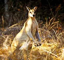 Australian Animal - Antilopine Kangaroo