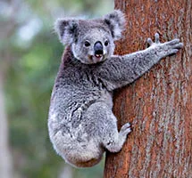 Australian Animal - Koala