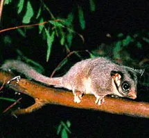 Marsupial Leadbeater's Possum