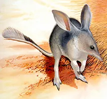 Australian Animal - Lesser Billby