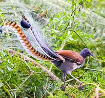 Australian Animal - Lyrebird
