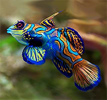 Australian Animal - Mandarin Fish