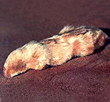  Marsupial Mole