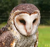Owl is a nocturnal night-time animal