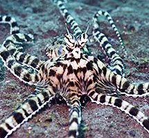 Australian Animal - Mimic Octopus
