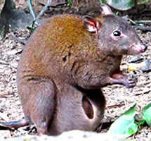 Musky rat-kangaroo