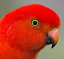 Australian Animal - Parrot