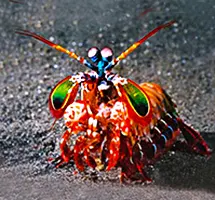 Australian Animal - Peacock Mantis Shrimp