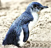 Australian Animal - Fairy Penguin