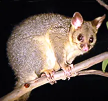 Marsupial Bushtail possum on branch