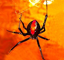 Australian Animal - Red Back Spider