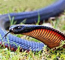 Australian Animal - Red-bellied Black Snake