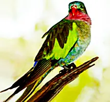 Australian Animal - Red-fronted Parakeet
