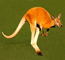 Marsupial kangaroo hopping in grass