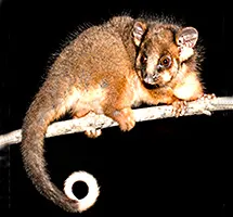Australian Animal - Ring-tail Possum