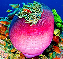 Australian Animal - Sea Anemone