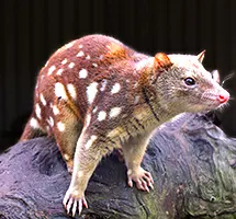 MArsupial Spotted Quoll