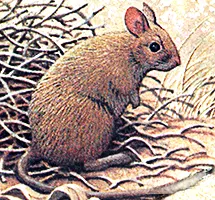 Stick Nest Rat now extinct